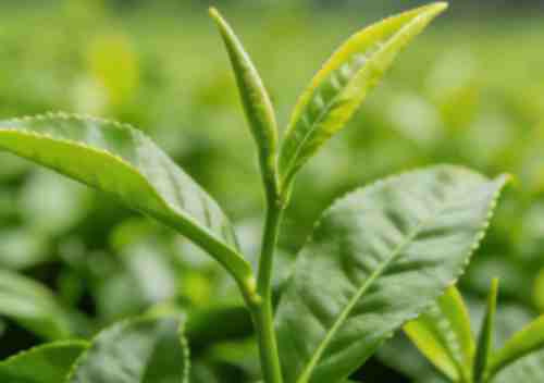 black tea powder raw material